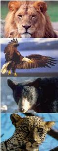 Lion, Eagle, Bear & Leopard
