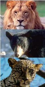 Lion, Bear & Leopard Rule During 1st Half of Tribulation